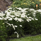 'Firefly Diamond' - Yarrow - Achillea hybrid