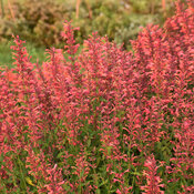 Agastache Meant to Bee Coral King