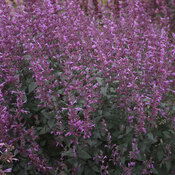 Meant to Bee™ 'Royal Raspberry' - Anise Hyssop - Agastache hybrid