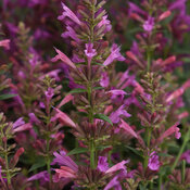 Thumbnail of Summerlong™ Magenta - Mexican Giant Hyssop - Agastache mexicana