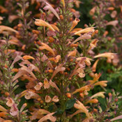 Thumbnail of Summerlong™ Peach - Mexican Giant Hyssop - Agastache mexicana