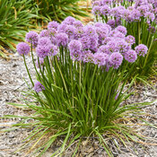 Thumbnail of 'All the Buzz' - Ornamental Onion - Allium hybrid