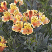 Summer Breeze - Peruvian Lily - Alstroemeria hybrid