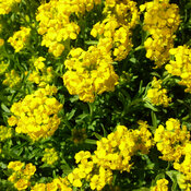 'Golden Spring' - Alyssum wulfenianum