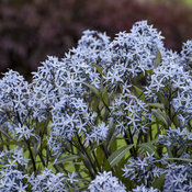 amsonia_storm_cloud_6.jpg