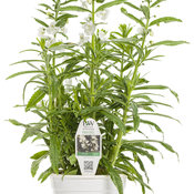 Angelface® Super White - Summer Snapdragon - Angelonia