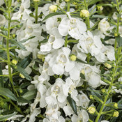 Angelface® White - summer Snapdragon - Angelonia angustifolia