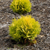 Anna's Magic Ball Thuja (arborvitae)