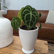 Arching Amour™ Follow Your Heart™ - Anthurium brownii