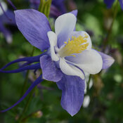 Aquilegia Earlybird Blue and White