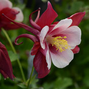 Aquilegia Earlybird™ Red and White