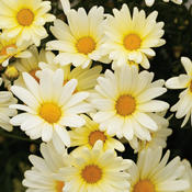 Vanilla Butterfly® - Marguerite Daisy - Argyranthemum frutescens
