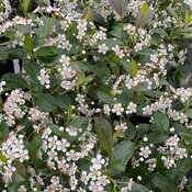aronia_low_scape_snowfire_img_6790.jpg