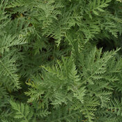 SunFern™ Arcadia - Russian Wormwood - Artemisia gmelinii