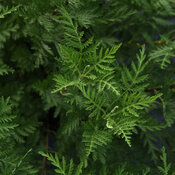 SunFern™ Olympia - Russian Wormwood - Artemisia gmelinii
