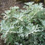 Artemisia Silver Lining