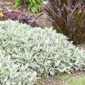Thumbnail of 'Silver Lining' - White Sagebrush - Artemisia hybrid