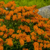 Butterfly Weed - Asclepias tuberosa