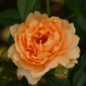 At Last™ Fragrant Rose