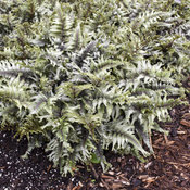 'Crested Surf' Athyrium