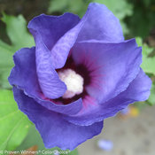Azuriri Blue Satin Hibiscus