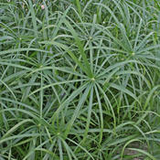 Graceful Grasses® Baby Tut® - Umbrella Grass - Cyperus involucratus