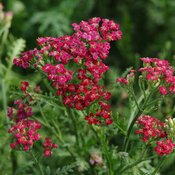 New Vintage™ Red - Yarrow - Achillea millefolium