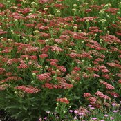 New Vintage™ Red - Yarrow - Achillea millefolium | Proven Winners