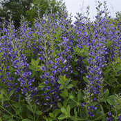 Decadence® 'Blueberry Sundae' - False Indigo - Baptisia hybrid