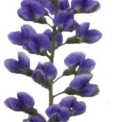 baptisia_blueberry_sundae_flower.png