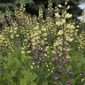 Size Container False Indigo Baptisia DECADENCE 'Pink Truffles' Perennial Proven Winners pink-lavender flowers #1 