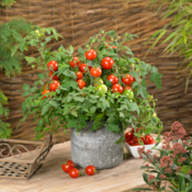 Thumbnail of Beauty Shot: Basket Bounty Red