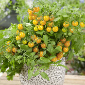 Thumbnail of Basket Bounty™ Yellow - Dwarf Tomato - Solanum lycopersicum