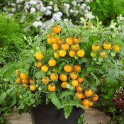 Thumbnail of Beauty Shot: Basket Bounty Yellow Container