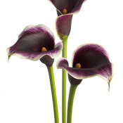 Be My™ Prince - Calla Lily