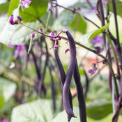 Thumbnail of Majesty - Purple Pole Bean - Phaseolus vulgaris