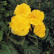 Nonstop® Yellow - Tuberous Begonia - Begonia x tuberhybrida