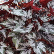 Bewitched™ White Begonia