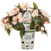 begonia_double_delight_appleblossom_grande_eco-pot.jpg