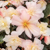 Double Delight® Appleblossom - Begonia tuberhybrida