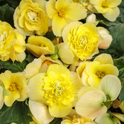 Double Delight® Primrose - Begonia tuberhybrida