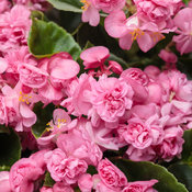 begonia_double_up_pink.jpg