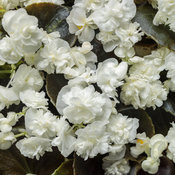 Double Up™ White - Begonia semperflorens