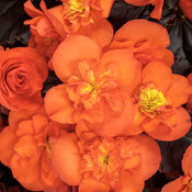 Solenia® Chocolate Orange - Rieger Begonia - Begonia x hiemalis