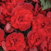 Solenia® Scarlet - Rieger Begonia - Begonia x hiemalis