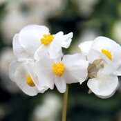 Surefire® White - Begonia benariensis