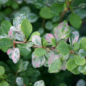 Variegated foliage of Sunjoy Sequins barberry