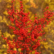 Berry Heavy® - Winterberry Holly - Ilex verticillata