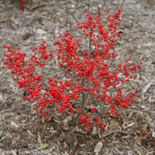 Berry Poppins Ilex verticillata winterberry holly