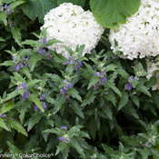 Beyond Midnight™ Caryopteris